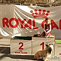 Открытый турнир по кинологическому фристайлу "Золотая осень", 11.10.2015 г.