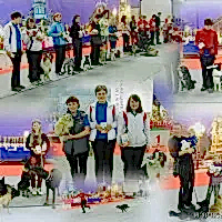 Презентация Кинологических видов спорта, декабрь 2015