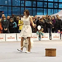 Кубок Общественного Совета, 23.11.2013 г.