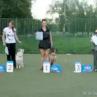 Кубок Алматы 2014 по Обидиенс. Этапы.