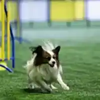 Весенний Кубок СФКС 2020