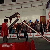 Соревнования на выставке Зоосфера 2011