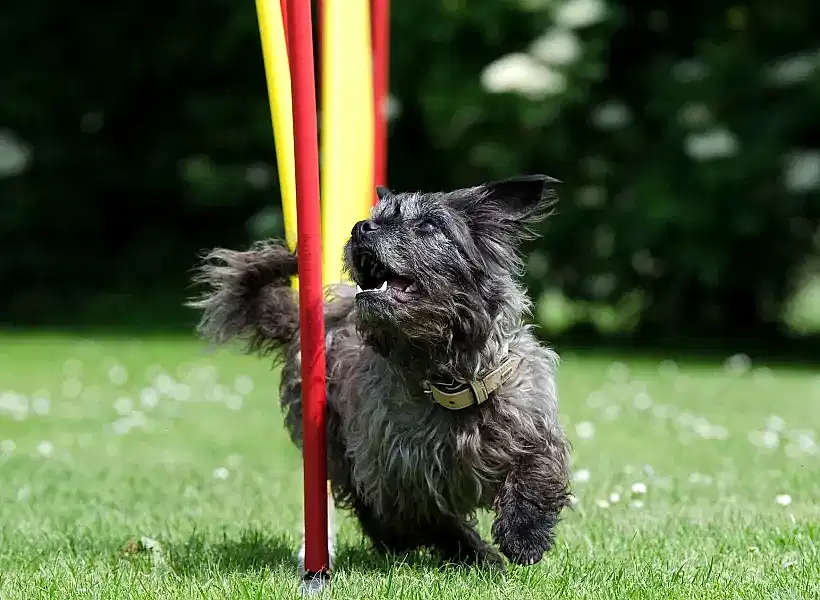 Собака, породы керн-терьер, преодолевает препятствие слалом