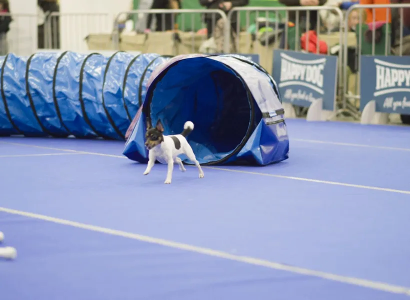 Собака породы той-фокстерьер участвует в туннельных соревнованиях по аджилити в Экспофоруме