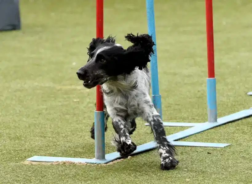 собака породы русский охотничий спаниель преодолевает трассу аджилити