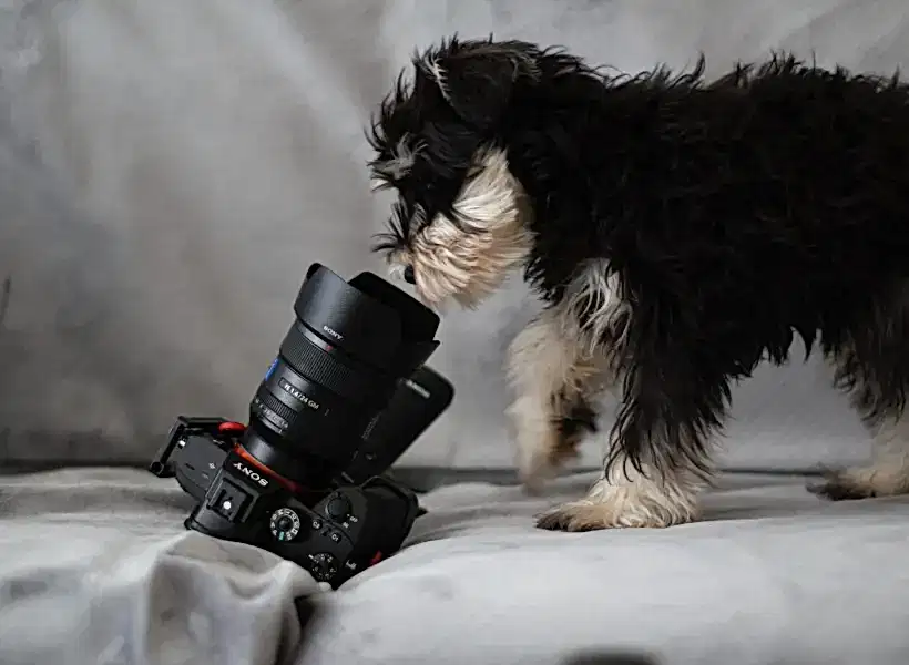 Щенок смотрит в обьектив фотоаппарата лежащего на светлой ткани экраном вниз