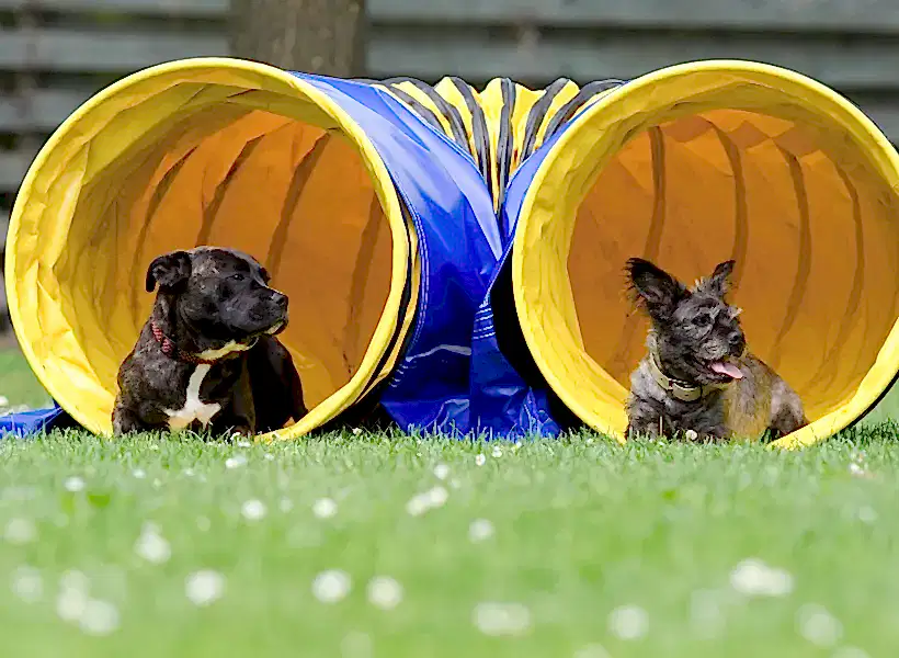 На траве расположено препятствие аджилити (туннель), в каждом входе которого лежит собака