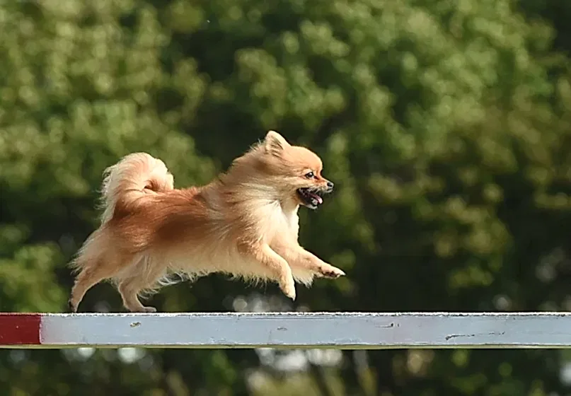 Немецкий шпиц бежит по мостику