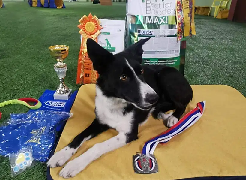 Бордер-колли Фора на подтилке рядом с Кубком России по аджилити