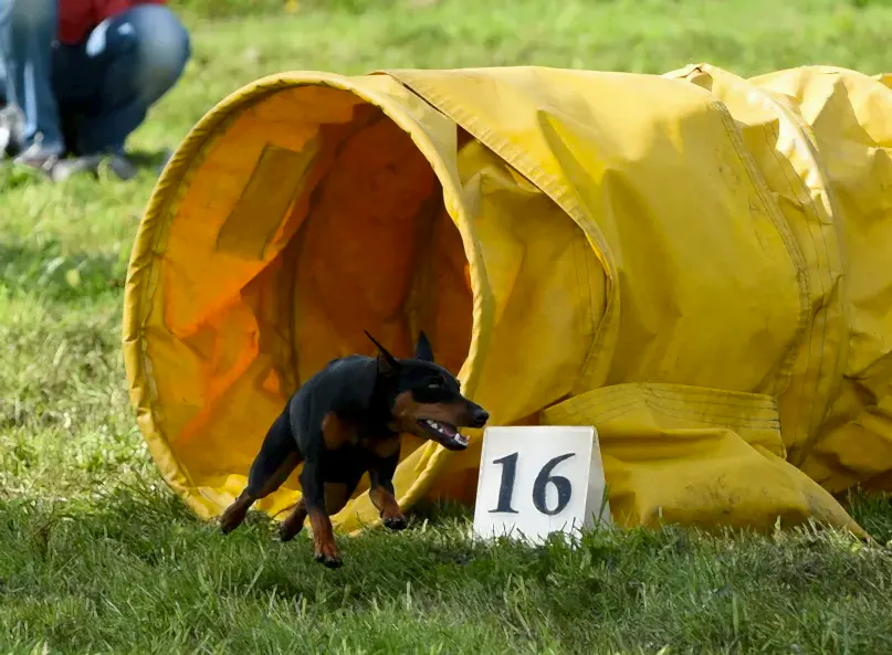 Пинчер выбегает из тоннеля