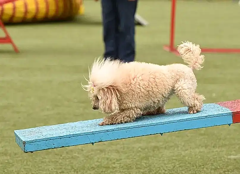 Пудель сходит с качелей