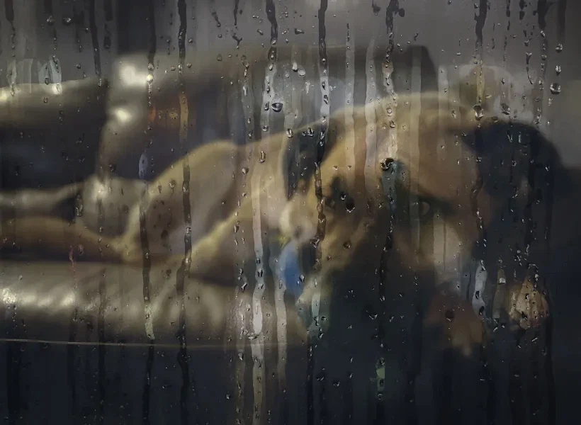 Собака печально смотрит через залитое дождем стекло