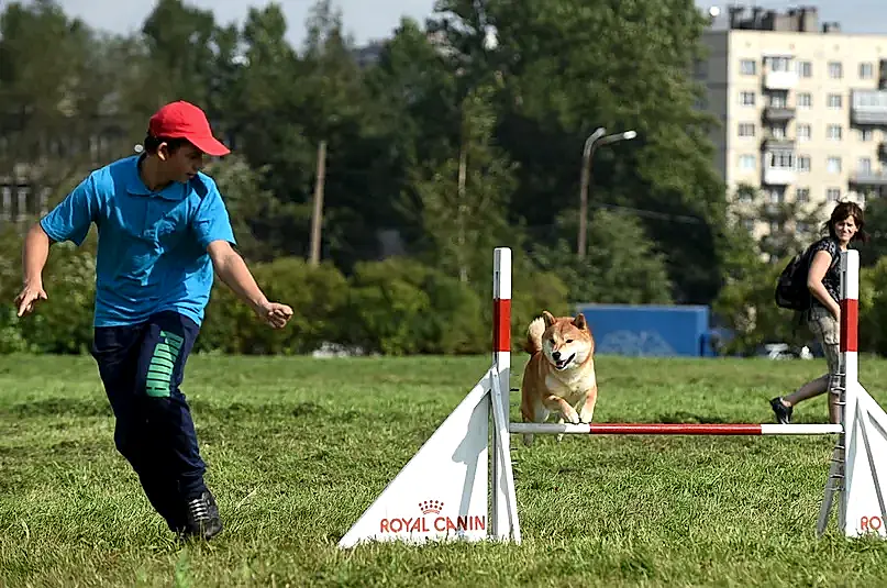 Сиба-ину прыгает барьер