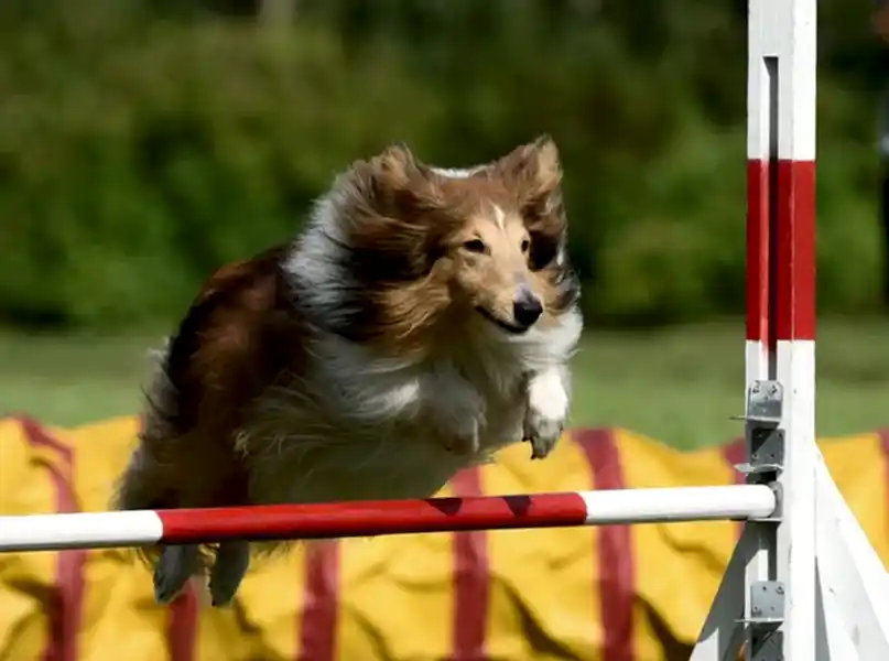 Шелти прыгает через барьер