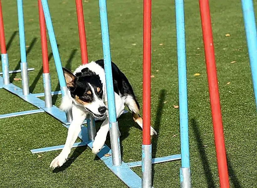Собака породы бордер-колли проходит слалом
