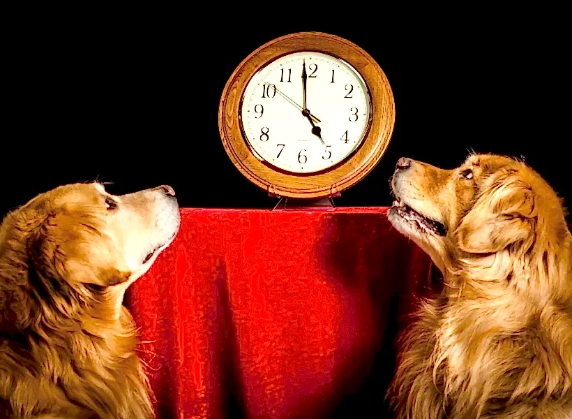 Два лабрадора-ретривера смотрят на часы