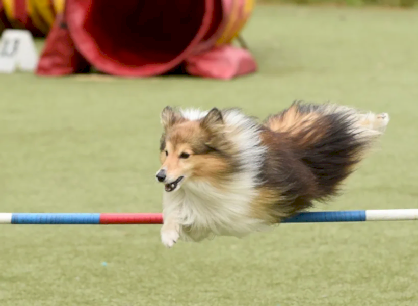 Собака породы шелти прыгает через барьер