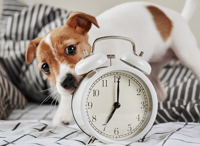 Джек-рассел-терьер кусает будильник