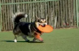 Корги несет во рту диск для дог-фризби