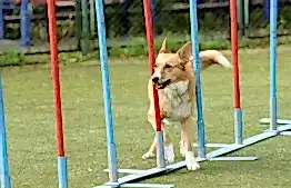 Метис проходит слалом на трассе аджилити