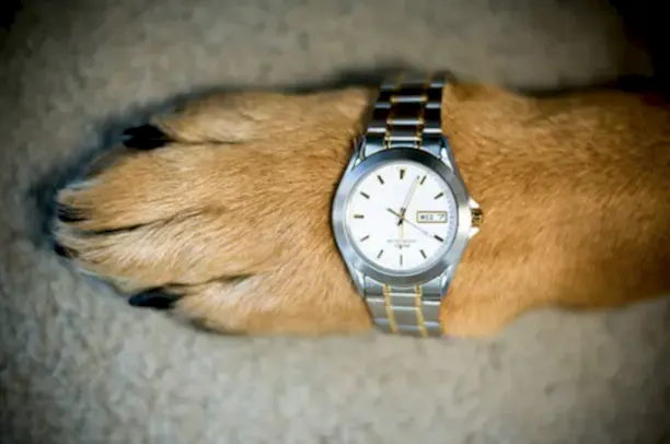 Лапа собаки с часами.