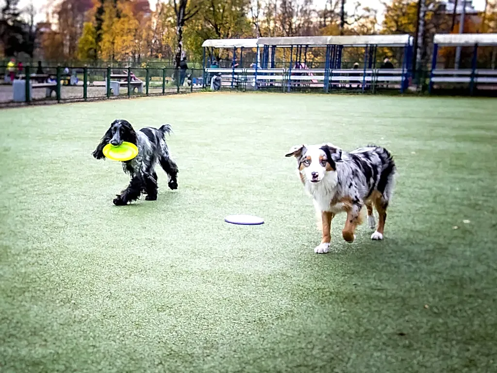 На площадке спаниель с диском для фризби и австралийская овчарка