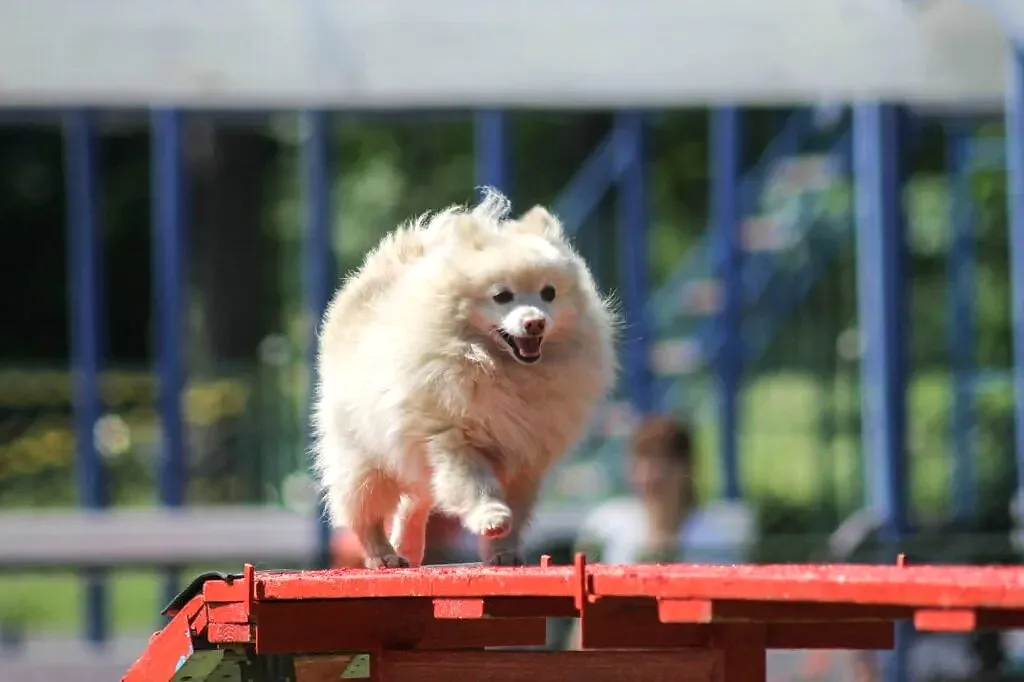 Шпиц преодолевает бум (мостик)