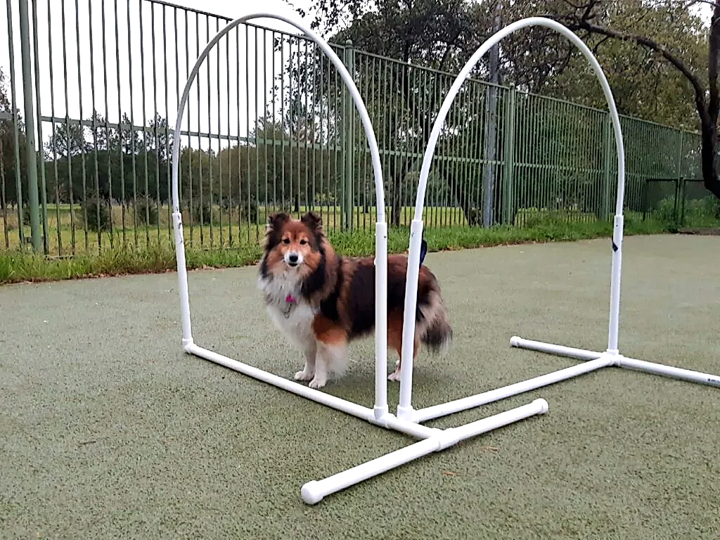 Шелти стоит в обручах для хуперс